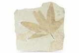 Fossil Sycamore (Macginitiea) Leaf - Utah #282362-1